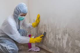 Professional Mold Remediation in Princeton, KY